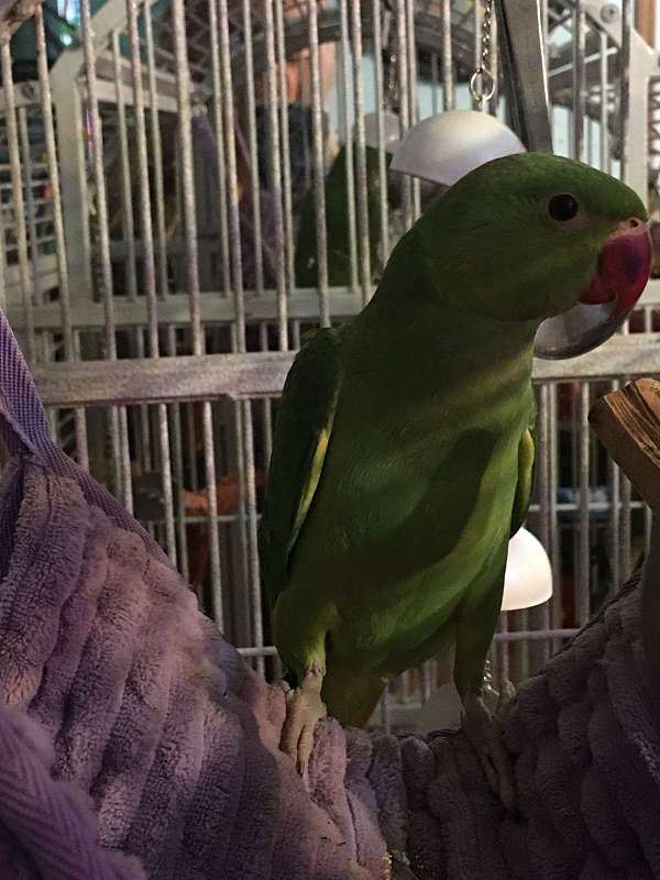 ringneck-parakeet-for-sale-in-moncks-corner-sc