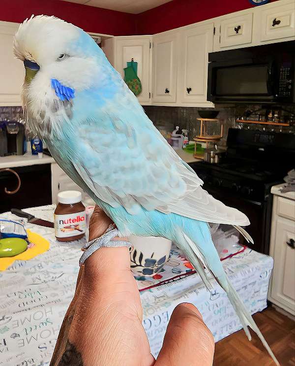 bird-parrot-for-sale-in-granbury-tx
