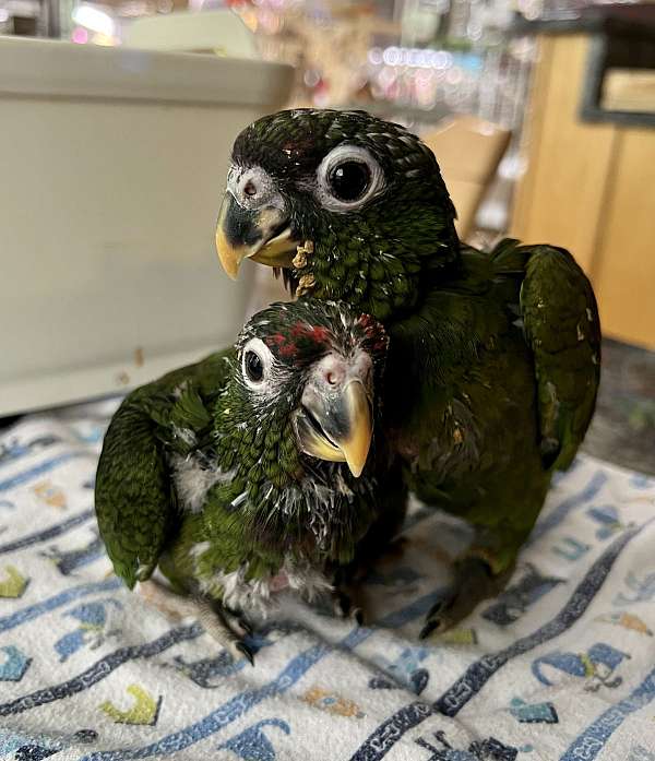 pionus-parrots-for-sale-in-stafford-va