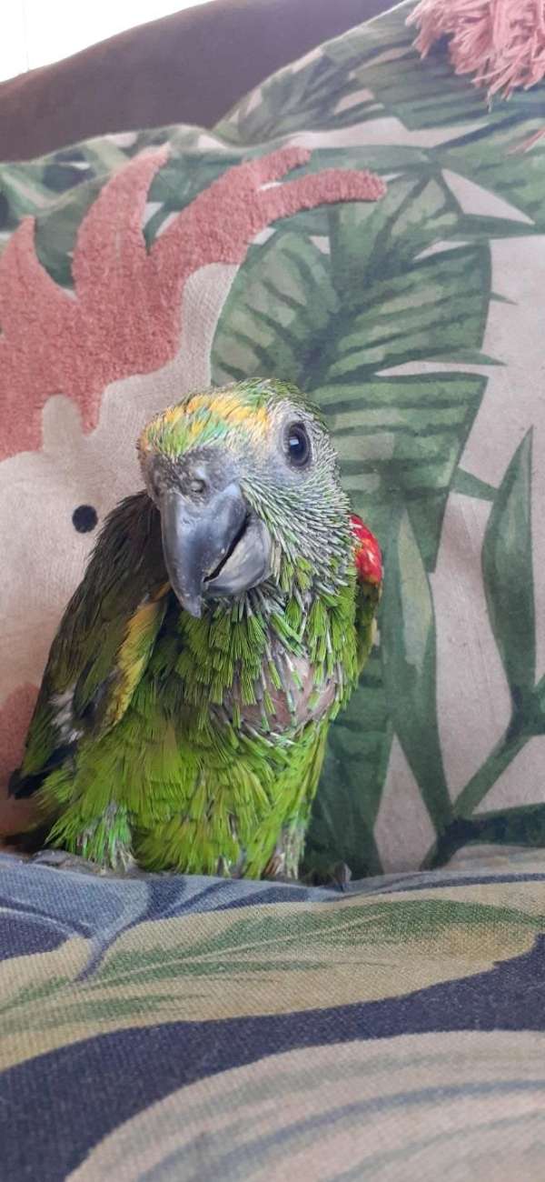 amazon-parrot-parrot-for-sale-in-san-diego-ca