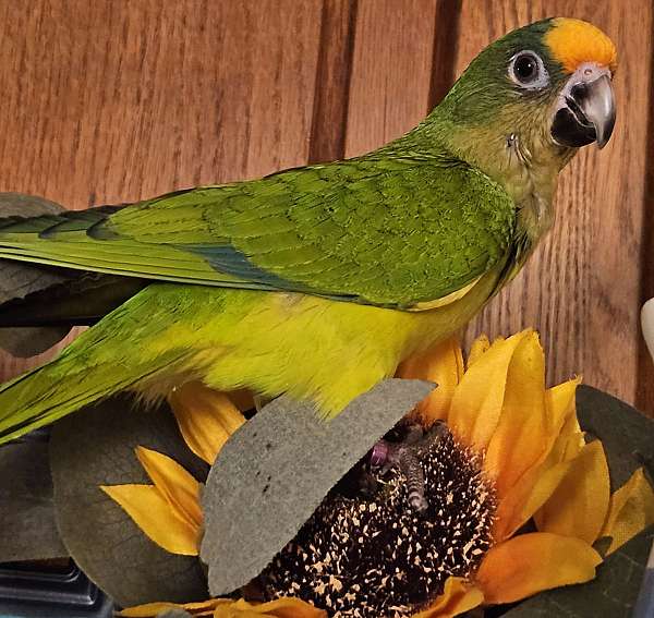 peach front conure baby