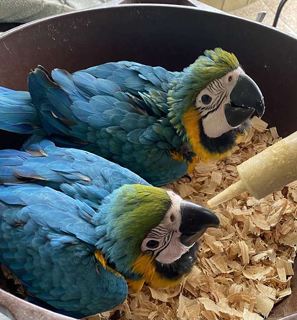 blue-gold-macaw-for-sale-in-near-dallas-tx