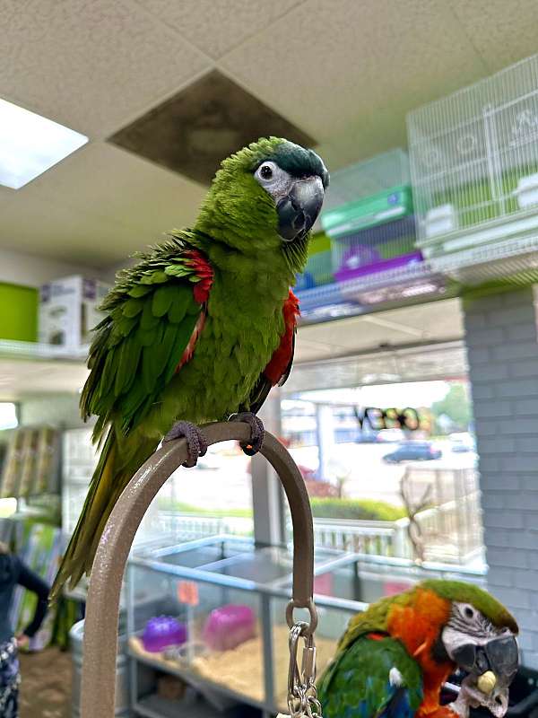 hahns-macaw-for-sale-in-st-petersburg-fl