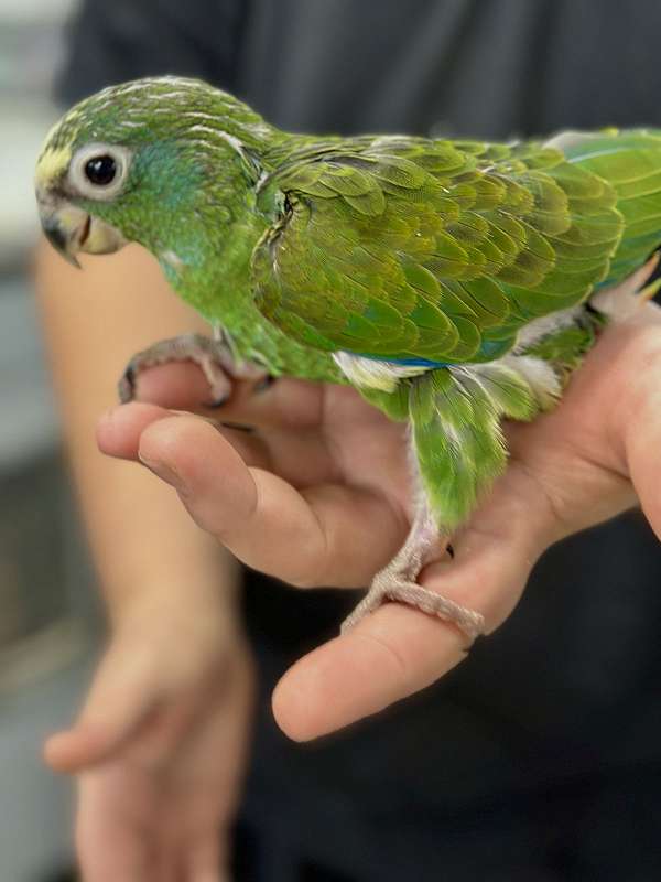 green-white-capped-pionus-parrots-for-sale