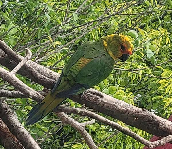 gold-capped-conure-for-sale-in-austin-tx