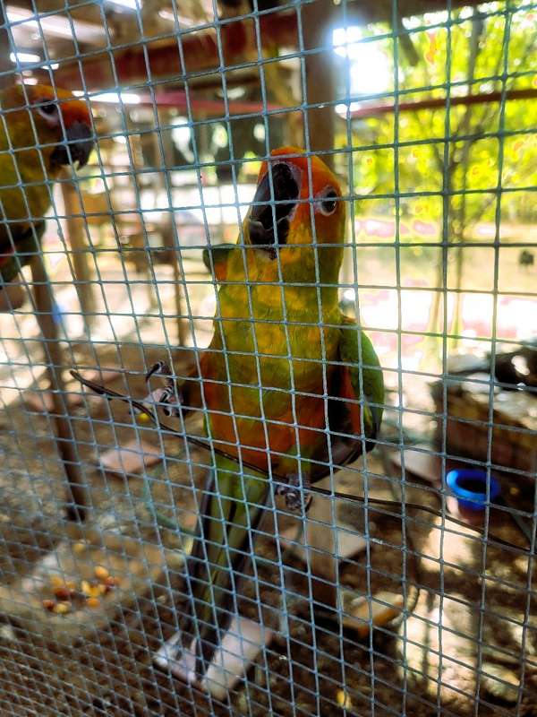 gold-capped-conure-for-sale