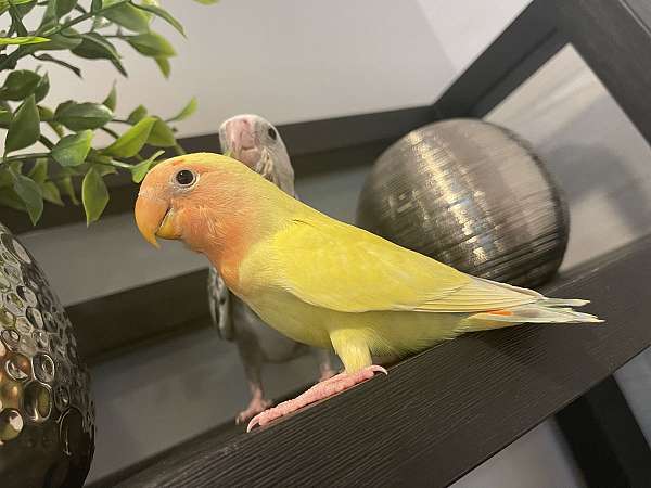 cinnamon-lutino-lovebird-for-sale