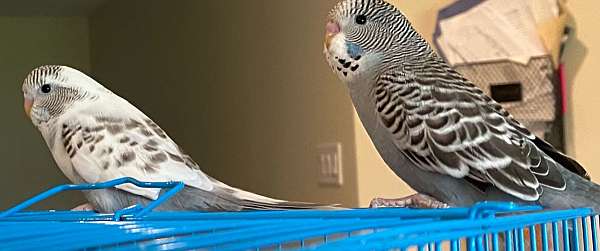 mixed-bird-for-sale-in-richmond-tx