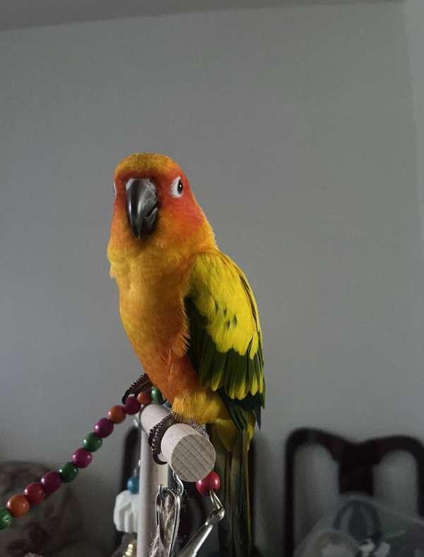 sun-conure-for-sale