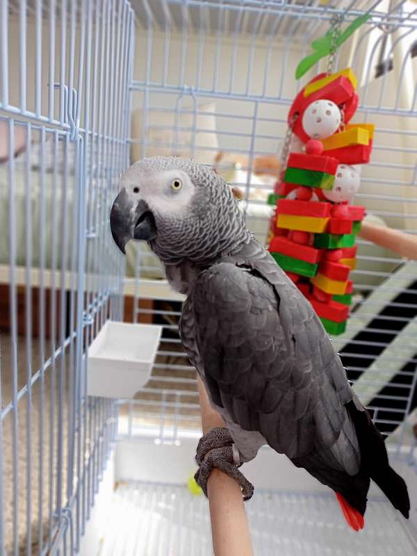 congo-african-grey-parrot-for-sale-in-bronx-ny