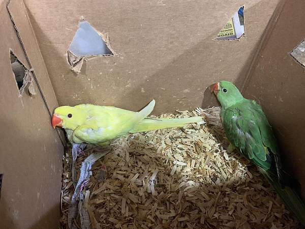 handfed-pet-bird-for-sale-in-miami-fl