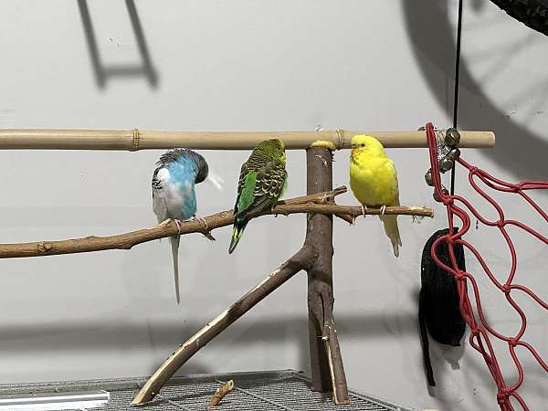 budgerigar-parakeet-for-sale-in-leesburg-va