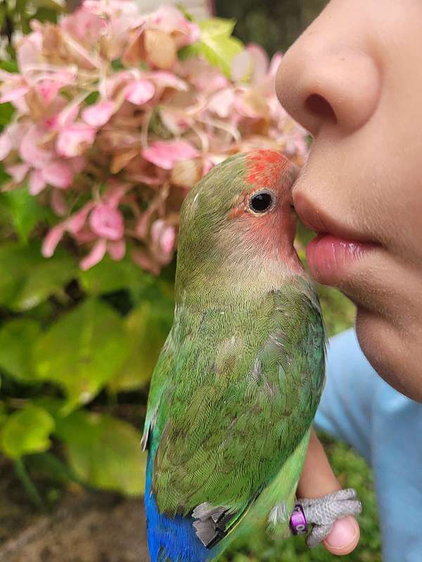 peach-faced-lovebird-for-sale-in-tallahassee-fl