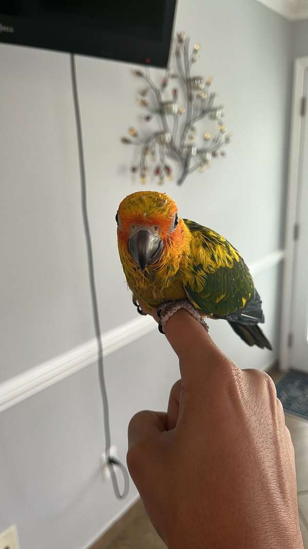 sun-conure-for-sale-in-summerville-sc