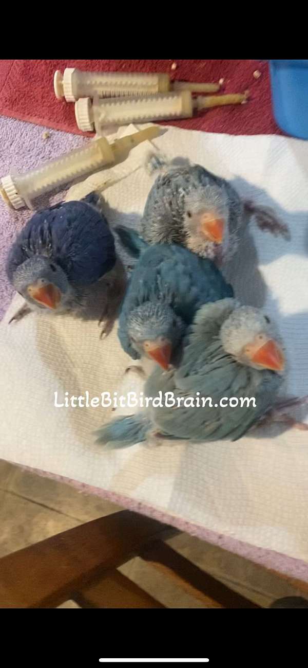 conure-for-sale