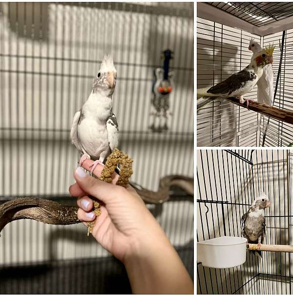 cockatiel-for-sale