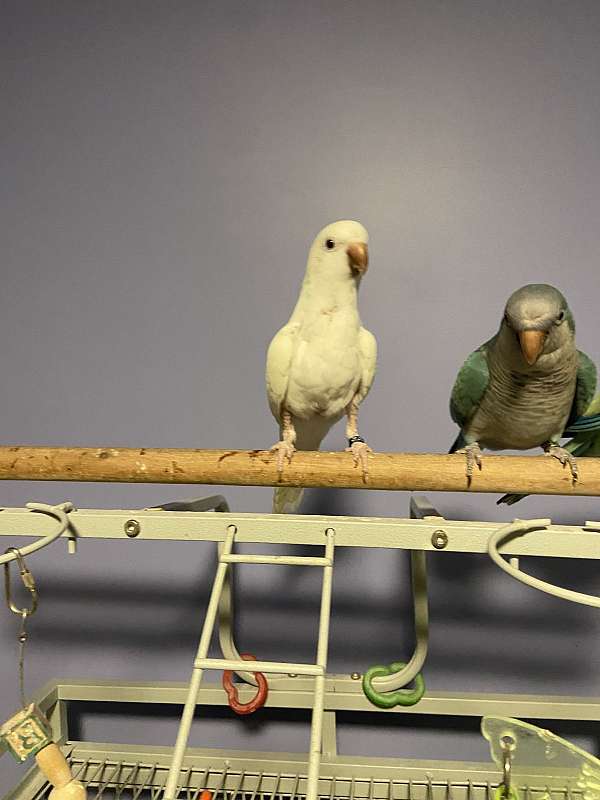 albino-bird-for-sale-in-ottawa-il