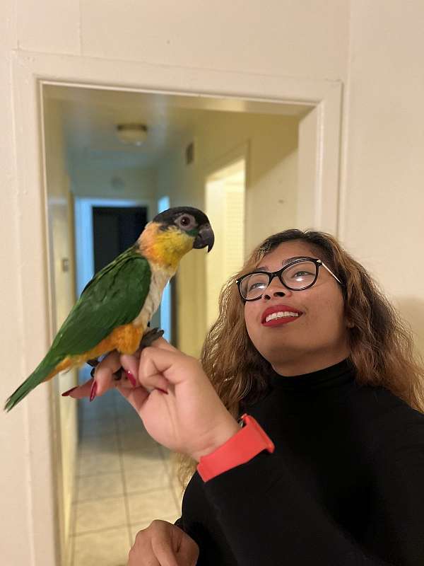 caique-for-sale-in-fort-worth-tx