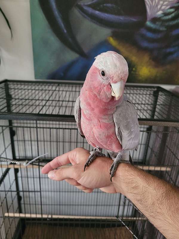 rose-breasted-cockatoo-for-sale-in-orange-ca