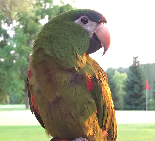 green-red-noble-macaw-for-sale
