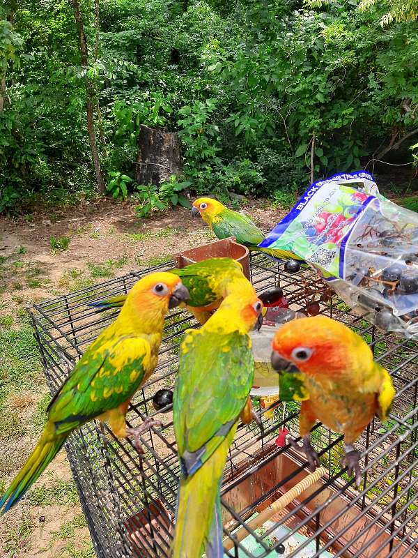 bird-for-sale-in-valdese-nc