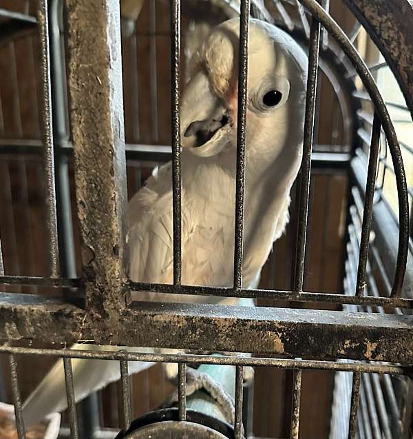 goffin-cockatoo-for-sale-in-prosperity-sc