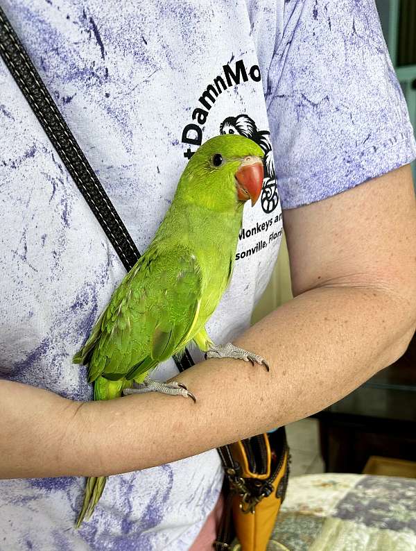 conure-for-sale