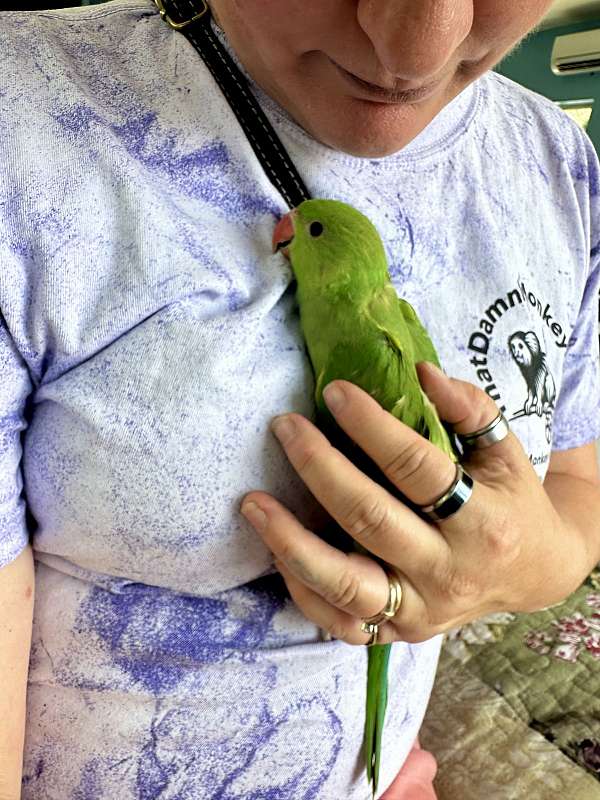 conure-for-sale-in-jacksonville-fl