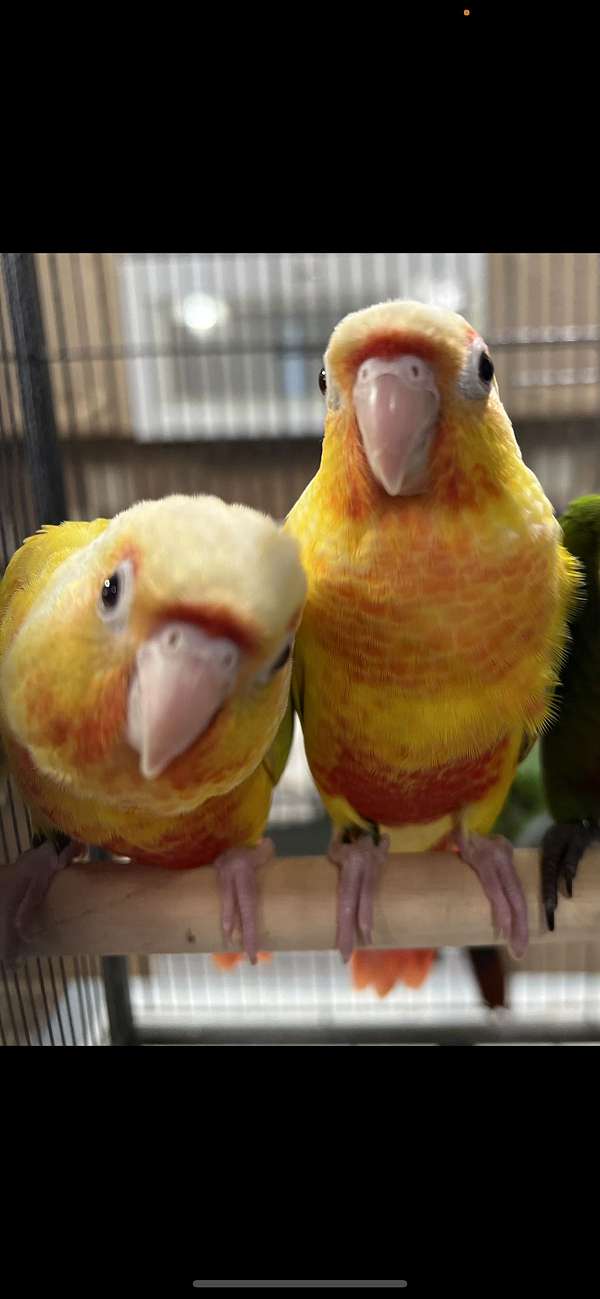 green-cheek-conure-for-sale