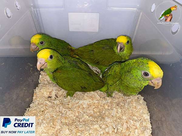 double-yellow-head-amazon-parrot-for-sale