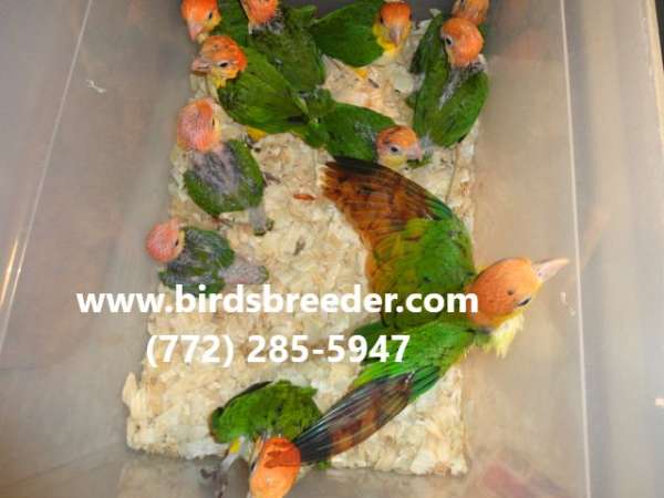 white-bellied-caique-for-sale