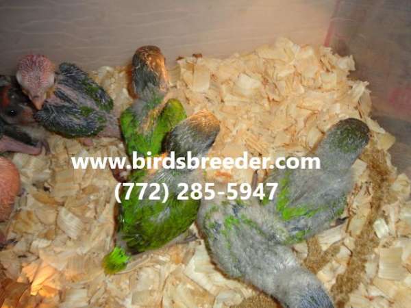 senegal-poicephalus-parrots-for-sale