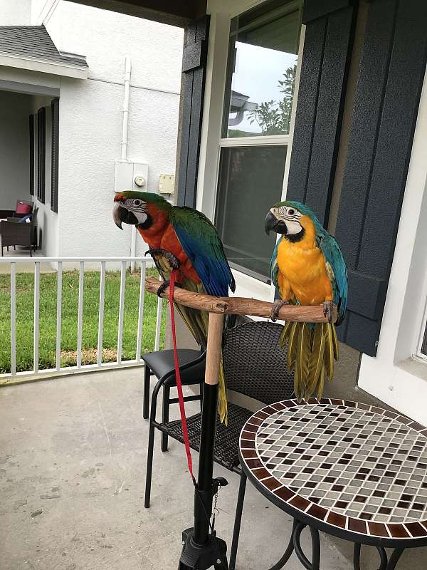 blue-gold-macaw-for-sale