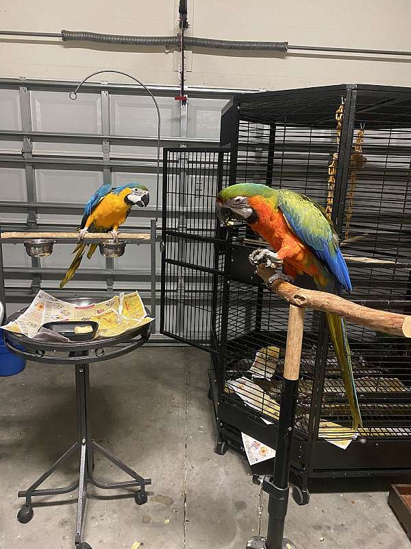 macaw-hybrid-macaw-for-sale-in-florida