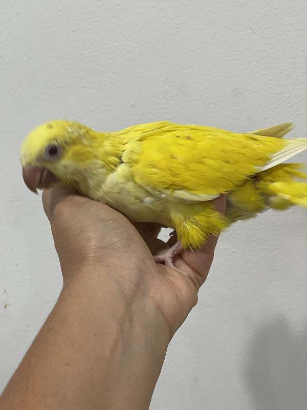 quaker-parrots-for-sale