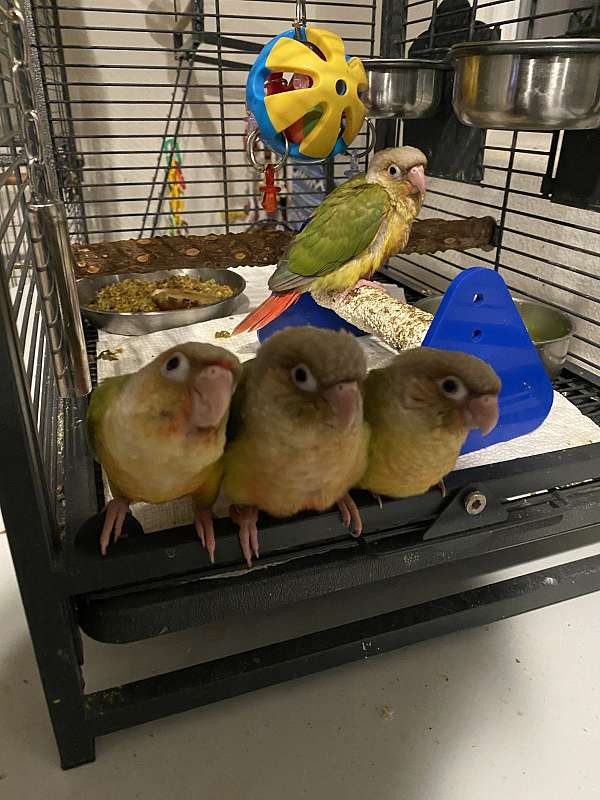 conure-for-sale-in-hollister-ca