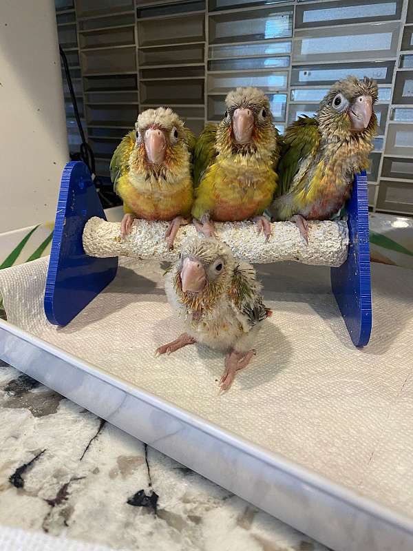 bird-for-sale-in-hollister-ca