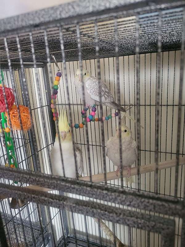 bird-parrot-for-sale-in-reading-pa