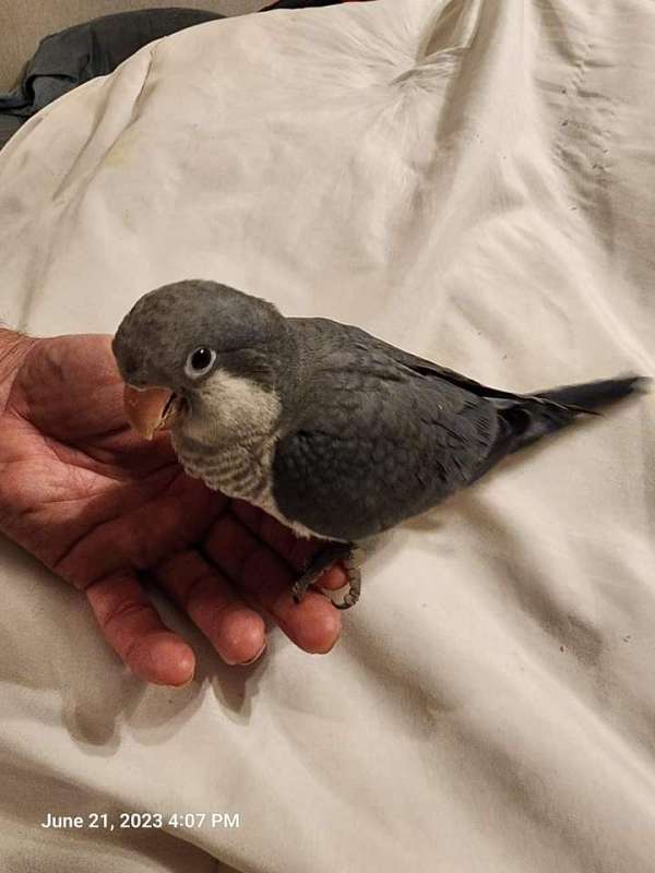 quaker-parrots-for-sale-in-horseshoe-beach-fl