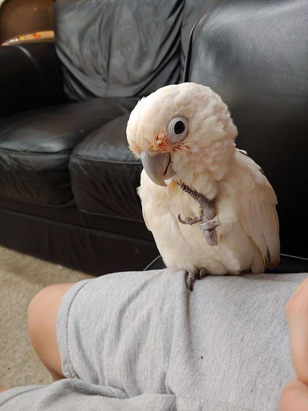 goffin-cockatoo-for-sale-in-morgantown-pa