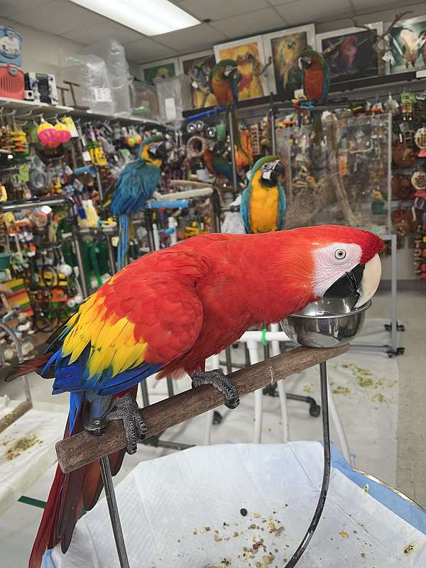 scarlet-fancy-playful-bird-for-sale