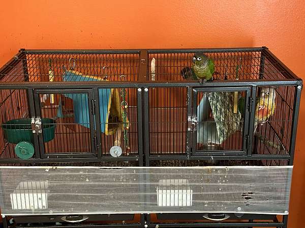 mixed-bird-for-sale-in-valrico-fl