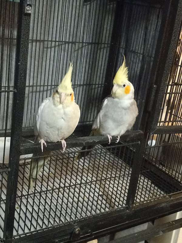 cockatiel-for-sale-in-mexico-mo