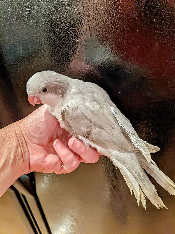 quaker-parrots-for-sale