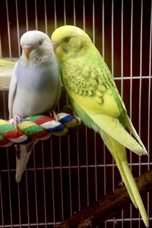 budgerigar-parakeet-for-sale