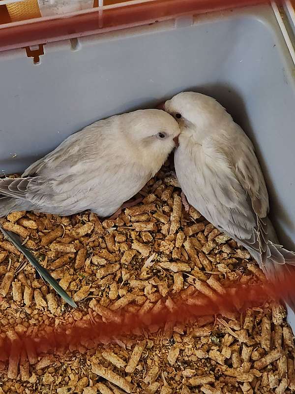 quaker-parrots-for-sale