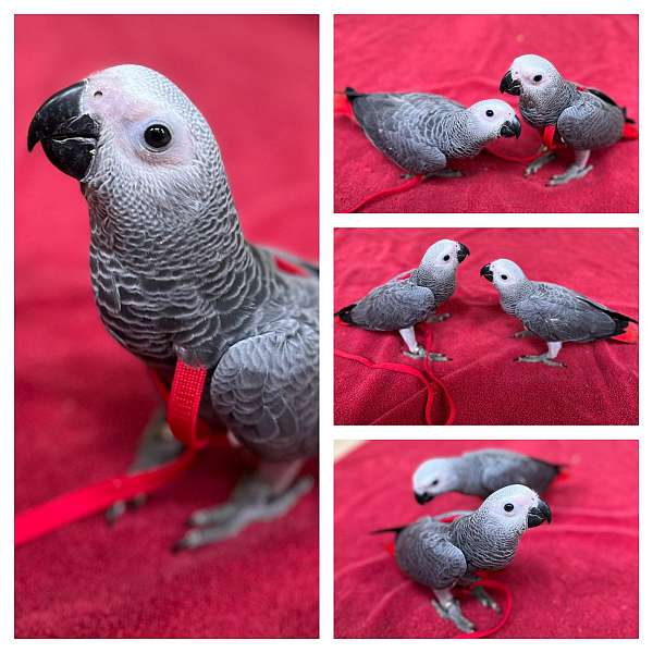 grey-red-bird-for-sale-in-brooklyn-ny