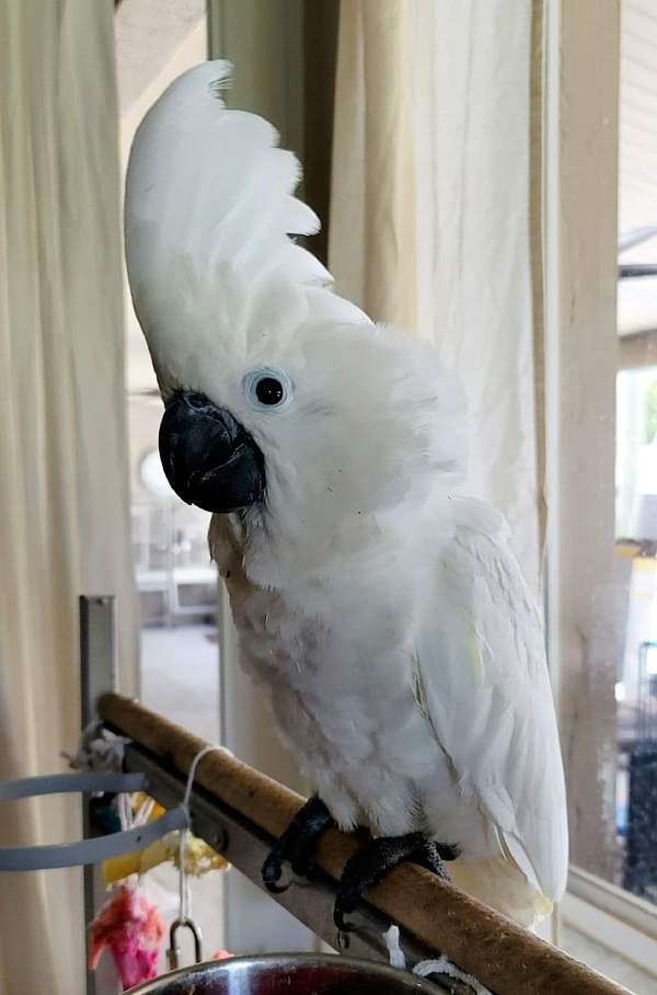 umbrella-cockatoo-for-sale