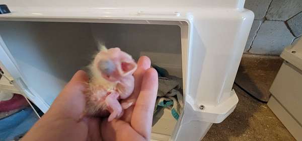 umbrella-cockatoo-for-sale-in-miami-fl