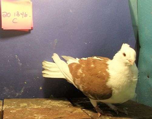 pigeon-for-sale